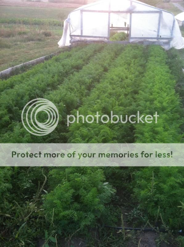  photo image_zps18aa96fb.jpg